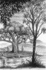 Arbres.jpg