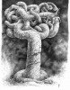 arbre-a-1branche.jpg