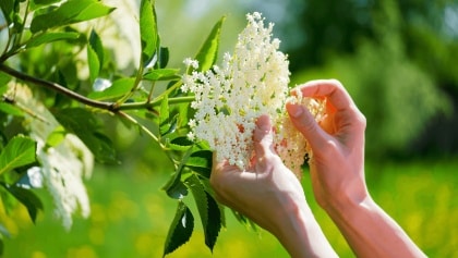 Goûtez les fleurs de sureau… La récolte a commencé !