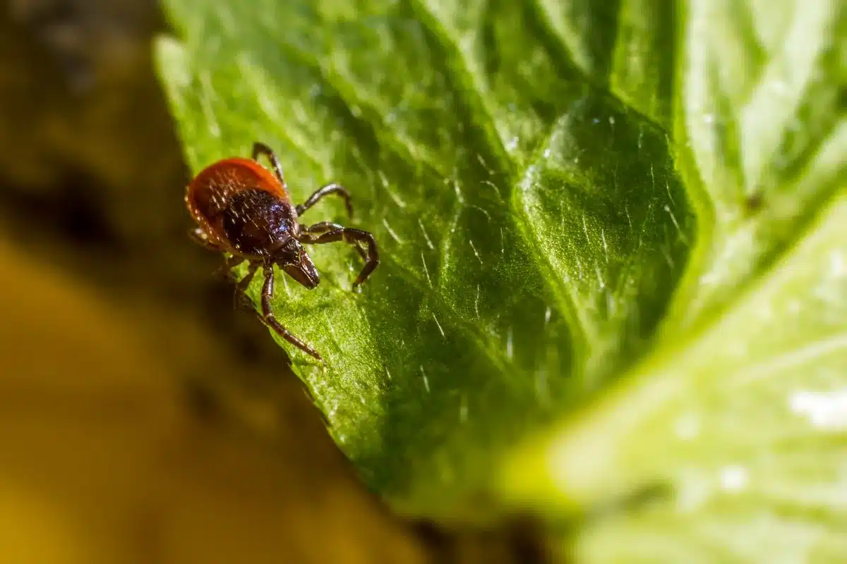 Végétation dense avec herbes hautes et fourrés où se cachent les tiques