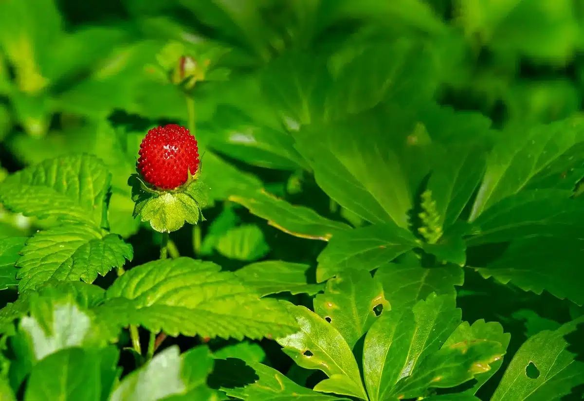 Barquette de fraises fermes et rouges au marché, prêtes à l'achat