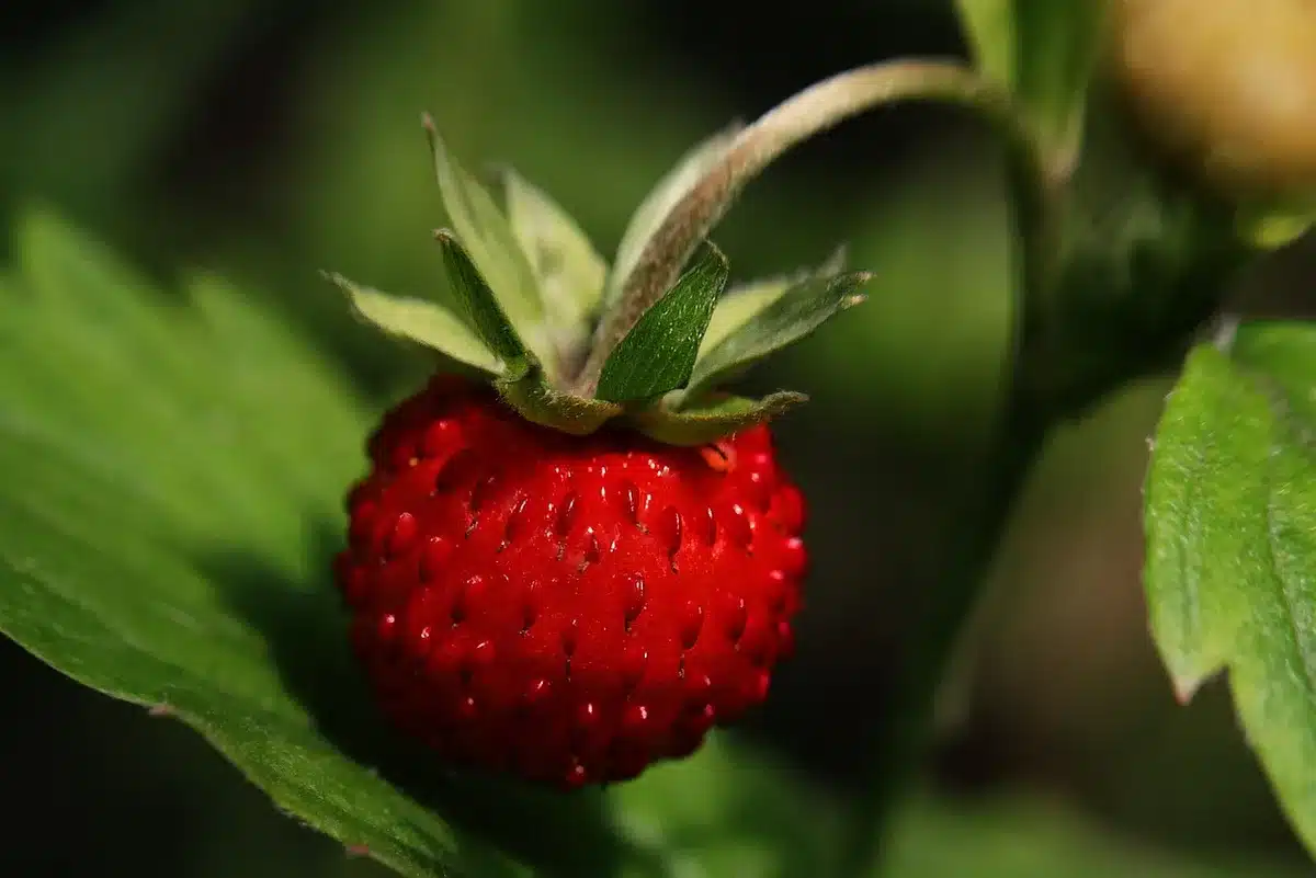 Fraises étalées en une seule couche sur du papier absorbant dans un récipient
