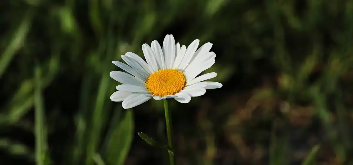 Mains détachant délicatement des fleurs de leur pédoncule