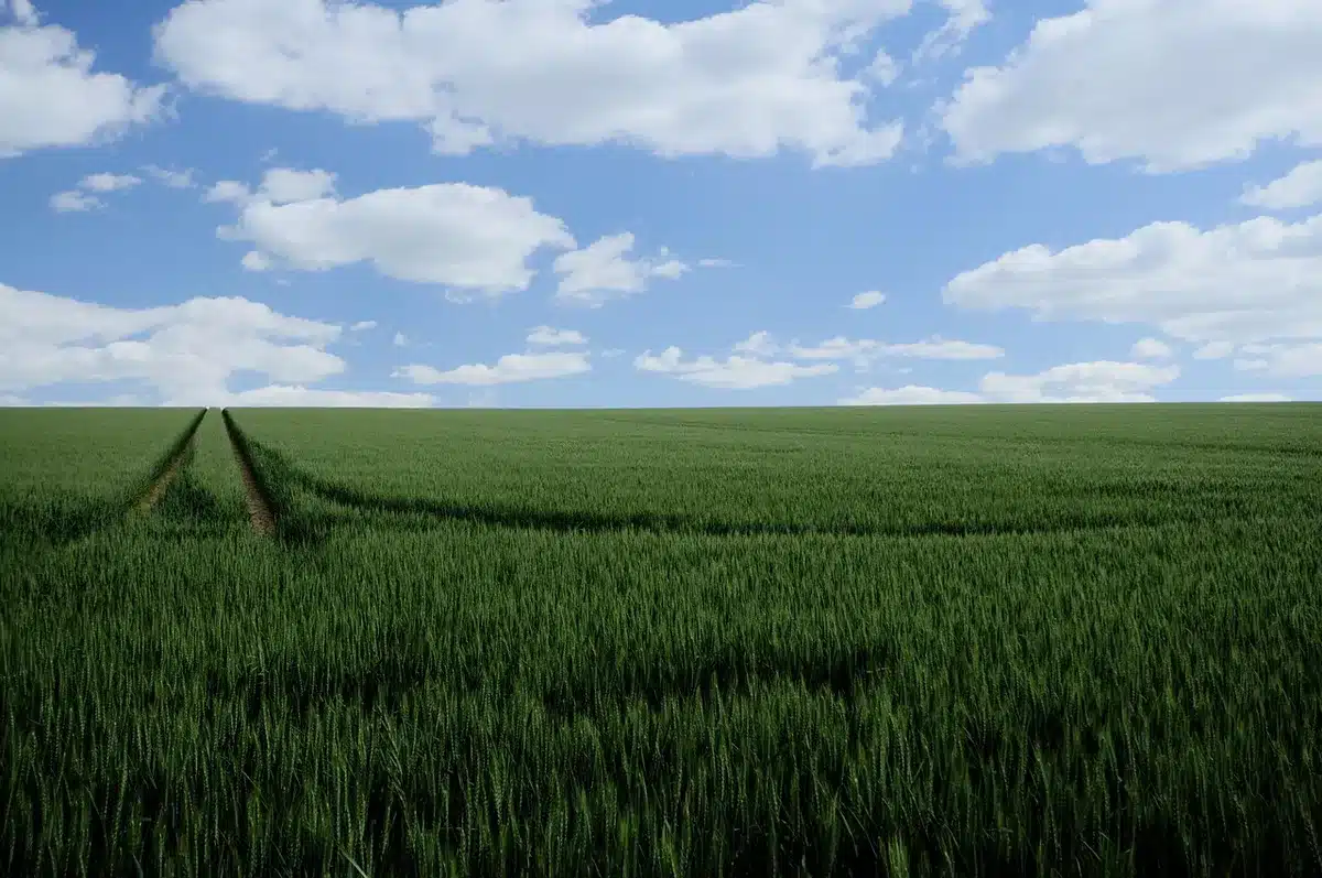 Schéma simple du conduit auditif externe montrant sa légère courbure