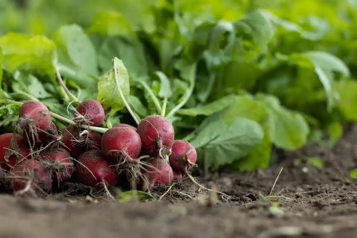 Pratiques de r&eacute;g&eacute;n&eacute;ration des sols: cultures de couverture et compost