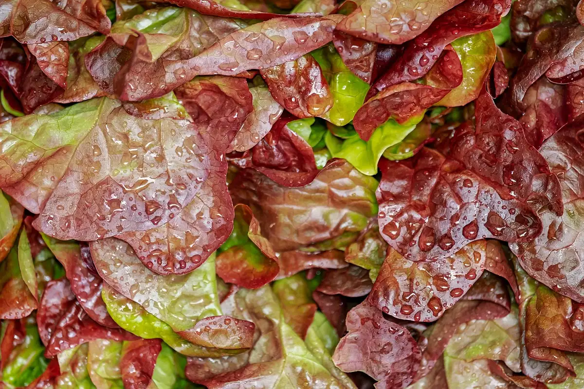 Salade de pissenlit tiède avec œuf poché et noix présentée sur une table