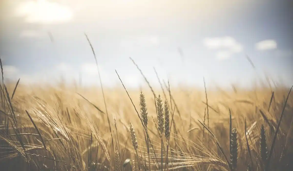 Paysage agricole montrant pâturages et champs, illustrant l'impact de la production animale
