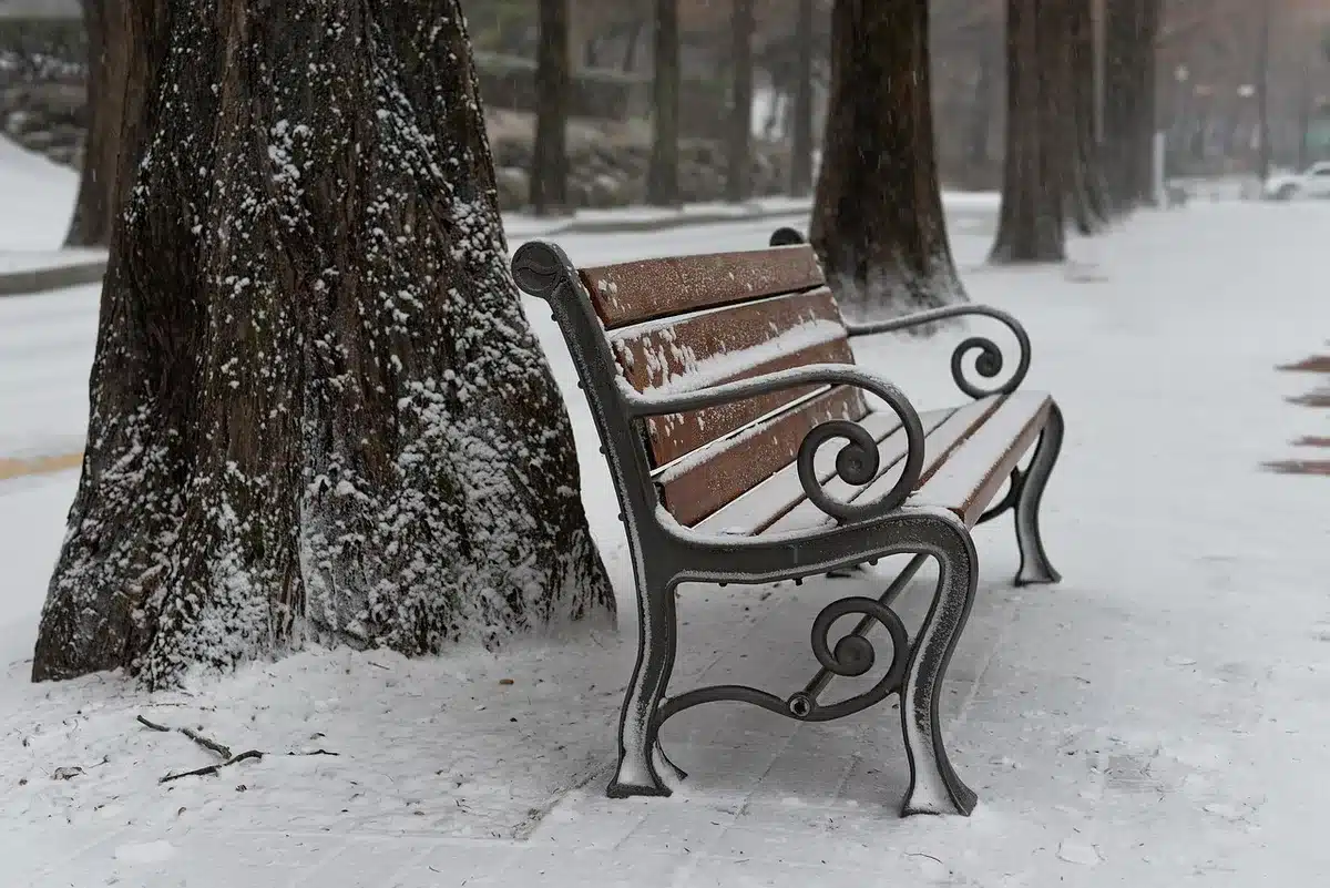 Banc de rue près d'un arbre avec une main tenant un petit pot