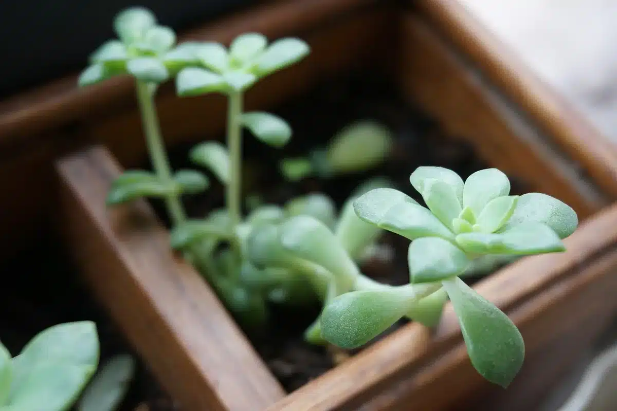 Mains rempotant une plante d'intérieur avec terreau