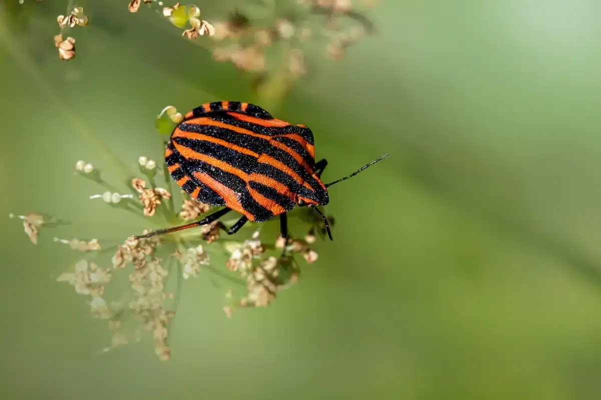 Gros plan sur une punaise en forme de bouclier posée sur une feuille